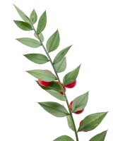 Eucalyptus Cinerea, Parvifolia