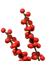 ILEX