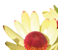 Leucadendron