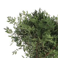 RUSCUS