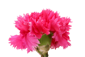Dianthus Standard