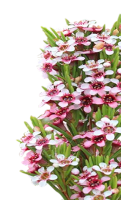 Chamelaucium